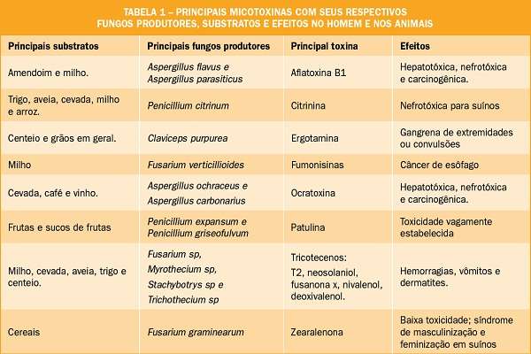 Em excesso, essas substâncias produzidas por fungos podem causar intoxicação e até câncer