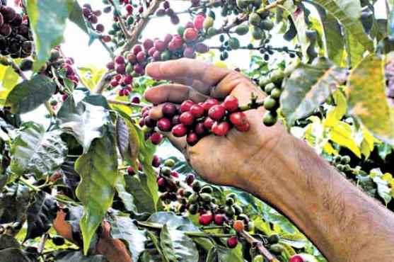 Cafeicultores estão entre os beneficiados pelo financiamento rural