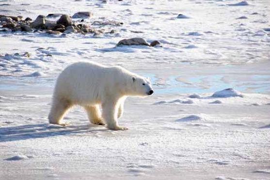 Mudanças no Ártico atingem o clima da Terra e o comportamento dos oceanos: a estimativa é de que não exista mais gelo sobre a água em 2050