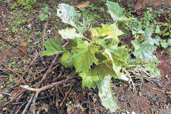 A Solanum paniculatum, popularmente conhecida como jurubeba, apresentou resultados animadores no tratamento de úlceras e inflamações em testes com camundongos