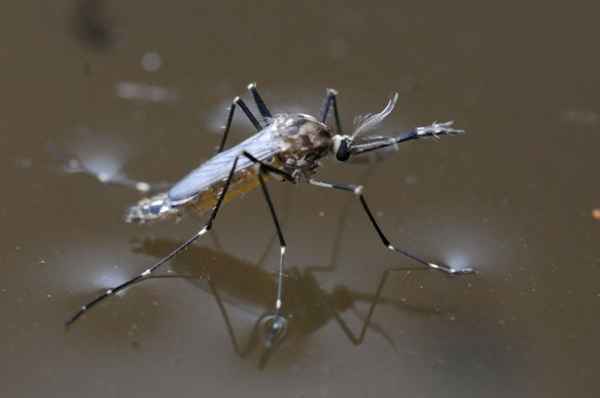 Esperança é poder um dia selecionar os mosquitos resistentes a este vírus ou os menos capazes de transmiti-lo ao homem, a fim de romper o ciclo da doença