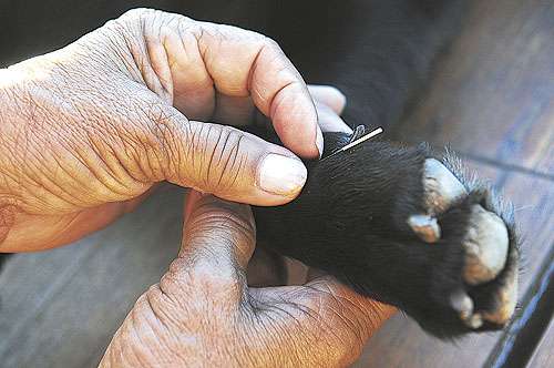 As etapas da terapia com agulhas, que deixam o cão relaxado: animal sofreu quando mudou de casa e também ficou com ciúmes de um novo bicho no terreno