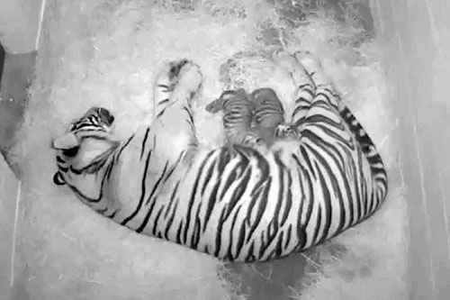 Dois raros tigres de Sumatra nascem em zoológico dos Estados Unidos 