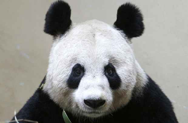 Tian Tian passou pelo procedimento de inseminação artificialmente há quatro meses