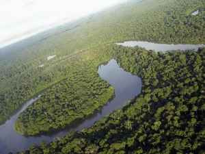 A carga tributária incidente sobre os produtos madeireiros da Floresta Amazônica é 32%