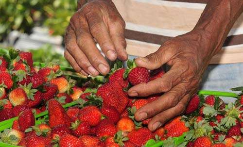 O cultivo hidropônico do morango foi apresentado na feira de Brazlândia: inédito no Distrito Federal