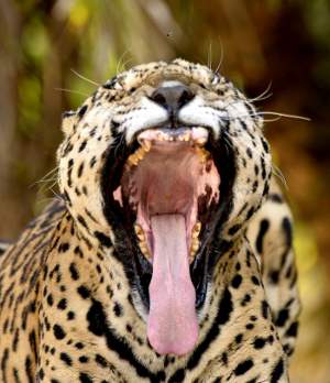 O Correio acompanhou as primeiras horas no ZoolÃ³gico de BrasÃ­lia, momento em que tratadores  e animais se aproximam com mais intensidade