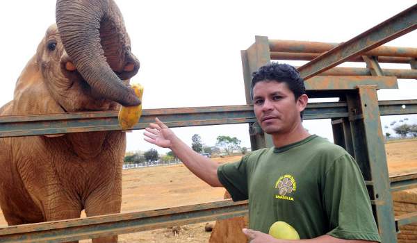 O cuidador Juraci da Rocha Pereira, 33 anos, alimenta um dos elefantes do ZoolÃ³gico da cidade