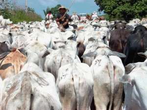 Além da produção, o governo está debatendo o Plano Mais Pecuária para incentivar a exportação de carne e leite