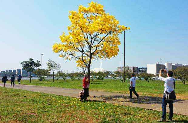 Quem passou pela Esplanada dos Ministérios na manhã desta sexta-feira (27/9) aproveitou para tirar fotos do Ipê-amarelo. No inverno as folhas da árvore caem dos galhos da árvore. Na primavera, as folhas renascem e cobrem a planta por completo