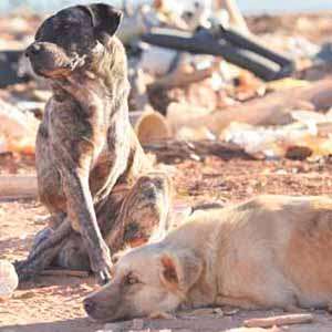 Entre a preguiça e a atenção contínua, os cães do Lixão contam com o carinho dos trabalhadores