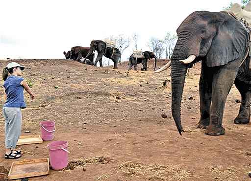 Elefante participa do experimento: interpretação correta dos gestos permitia aos animais identificarem o balde que continha alimento