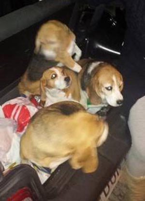 Cachorros da raça beagle que foram resgatados por ativistas