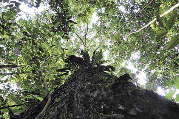 A castanheira é uma das árvores mais encontradas na Amazônia: a predominância pode ter relação com o cultivo realizado por indígenas no passado