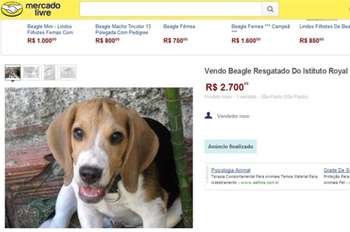 Há uma semana, ativistas invadiram o Instituto Royal e levaram 178 beagles