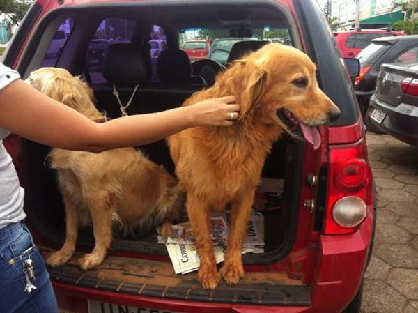 Animais momentos após serem resgatados no carro da nutricionista Angela Zuim