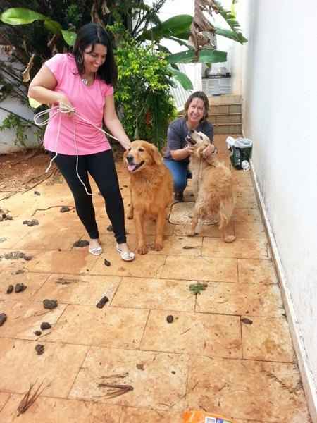 Cães que estavam sem água e alimento em casa abandonada