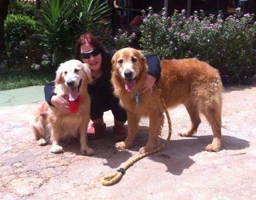 O casal de cães estavam há 15 dias sem água e comida em casa no Lago Sul; nutricionista procura quem os adote