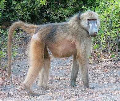 Pesquisadores do IB detectam neurônios no cérebro do macaco que respondem especificamente a imagens de serpentes