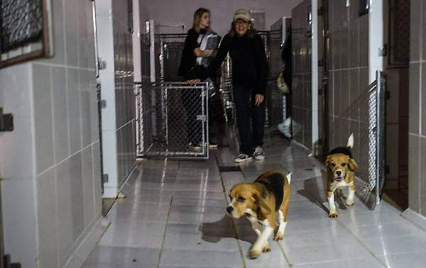 Um grupo de ao menos cem ativistas invadiu e resgatou cães da raça beagle do Instituto Royal, no Jardim Cardoso