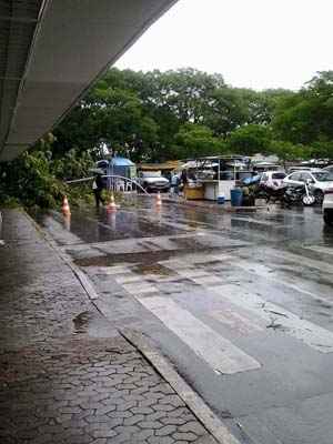 Chuva provoca queda de árvore atrás do Palácio do Buriti