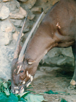 O saola é uma criatura nativa do sudeste da Ásia