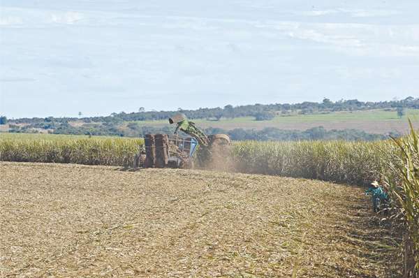 Plantação de cana: apesar dos esforços no campo, produto não tem grande saída na bomba de combustíveis