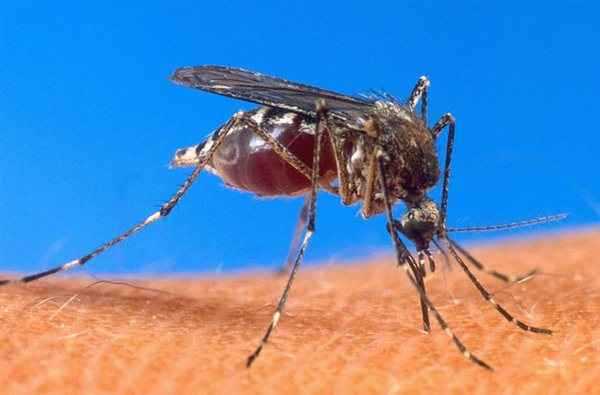 Induzido por um vírus transmitido na picada do mosquito, a dengue provoca inicialmente sintomas parecidos com os da gripe