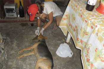 Cadela que teve o focinho arrancado com foice começa tratamento em Recife