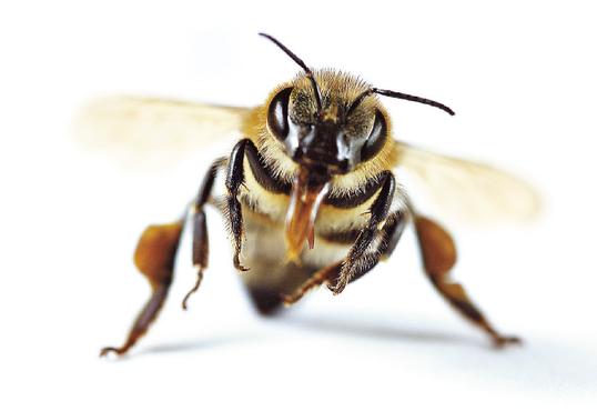 O pequeno animal, que vem desaparecendo dos continentes, é responsável pela polinização de 80% dos cultivos do planeta