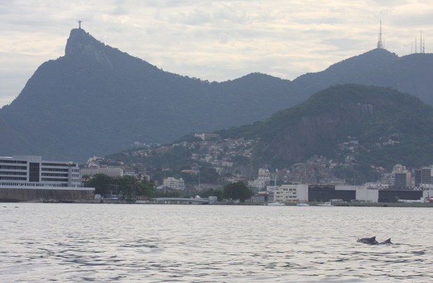 Registro de golfinhos na Baía de Guanabara, em 2012