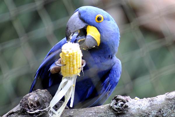 Arara-azul-de-lear fotografada nos paredões da Estação Ecológica Raso da Catarina, em Jeremoabo (BA)