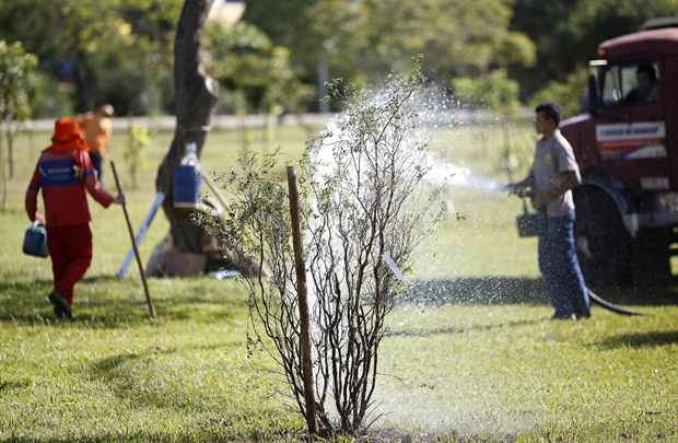 Funcionários da Novacap participam do plantio das árvores