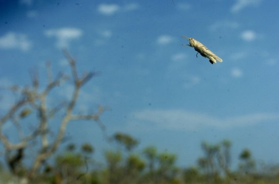 O código genético do 'Locusta migratoria' é notavelmente grande - com 6,5 gigabytes, é o maior genoma de um animal decodificado até agora -, indicaram os pesquisadores na revista Nature Communications