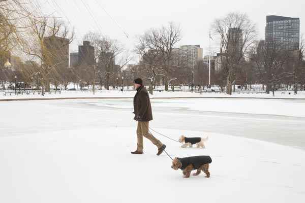 Homem passeia com os cães em Boston, Massachusetts