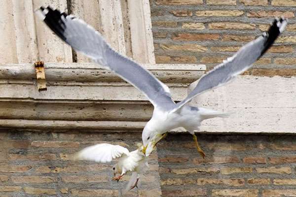 Pouco depois, uma gaivota atacou uma das aves. Um corvo também se aproximou e perseguiu as aves