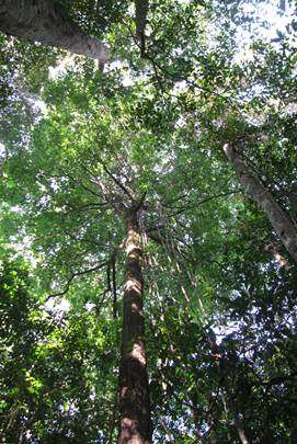 Dossel da floresta amazônica visto de baixo.