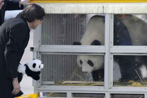 Primeiro-ministro belga,  Elio Di Rupo, recebe panda Hao Hao no aeroporto de Bruxelas