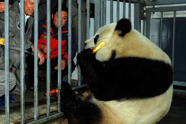 Belgas vistoriam Panda Xing Hui no sábado (22/2), um dia antes da viagem do animal à Bélgica