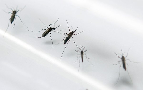 O vetor também espalha o vírus Chikungunya, que provoca sintomas como febre e dores nas articulações. Originária na Tanzânia, a doença foi detectada no Caribe e pode chegar à América do Sul