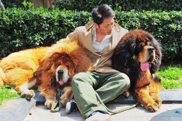 Homem posa para foto com os dois mastins tibetanos depois que eles foram vendidos em uma feira de 