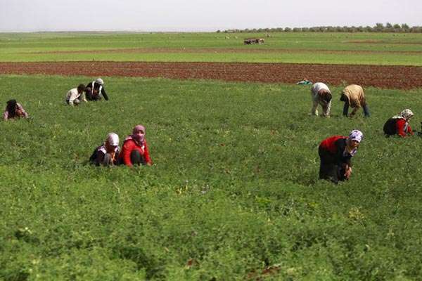 Pessoas trabalham em campo na zona rural de Aleppo