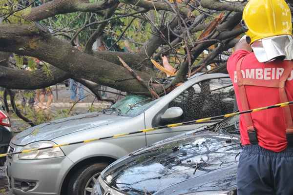 A árvore danificou os carros, mas ninguém ficou ferido