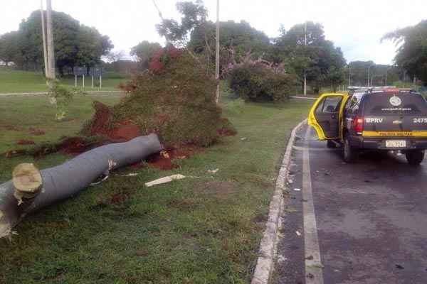 Chuva derrubou árvore no Paranoá, que teria comprometido a distribuição de energia elétrica