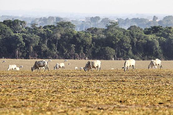 Criação de gado na fronteira com a Amazônia: a pecuária, ao lado do desmatamento, é a maior fonte de gases do efeito estufa no Brasil