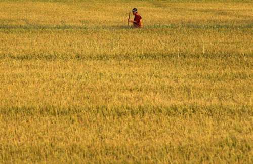 Campo de arroz na Tailândia: complexo sistema de irrigação exige trabalho coordenado de produtores