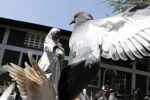 Religiosa alimenta pombos em Nairóbi: capacidade de classificar objetos é uma importante estratégia de sobrevivência desses pássaros