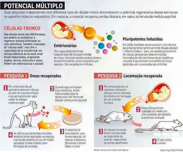 Pesquisadores conseguem estimular a formação de ossos em macacos utilizando células-tronco fabricadas a partir da pele adulta. É a primeira vez que a técnica funciona em primatas, o que aproxima o tratamento de pacientes humanos