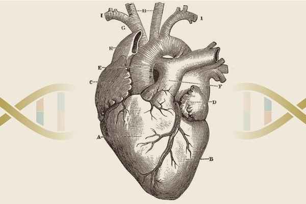 Especialistas discutem como genética entra em defesa do coração 