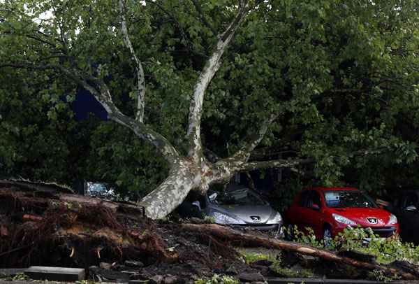 Carros foram danificados após árvore cair